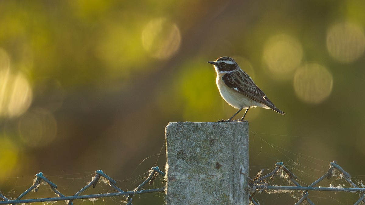 Whinchat - ML618753306