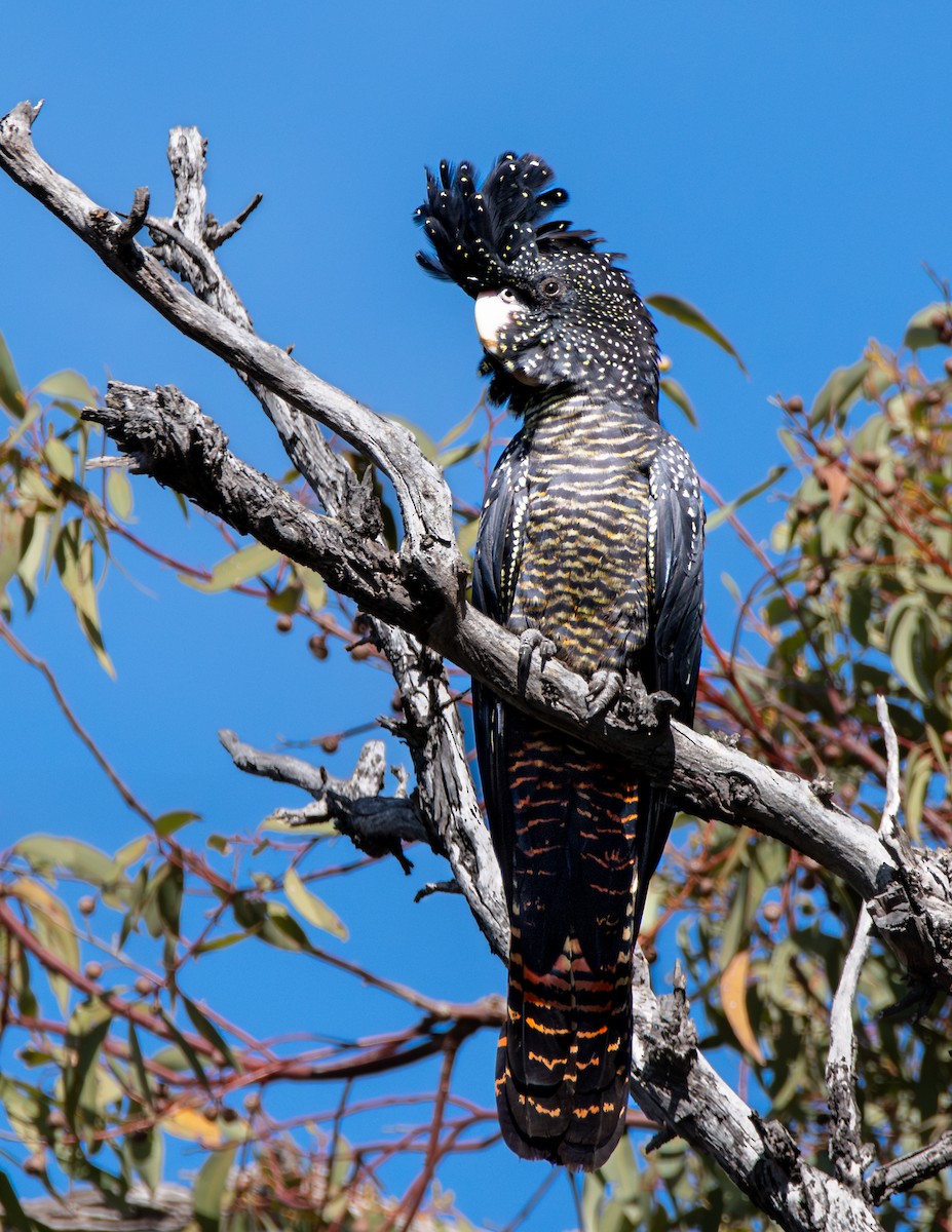 Red-tailed Black-Cockatoo - ML618753334