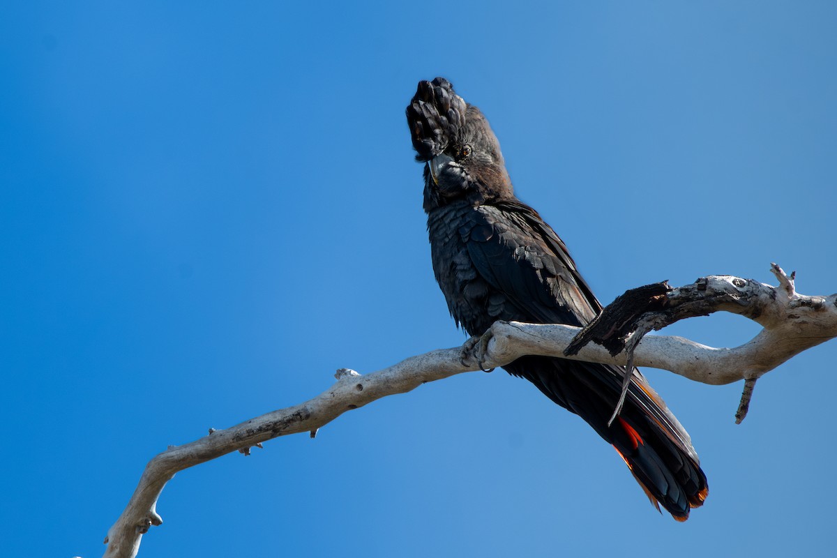 Red-tailed Black-Cockatoo - ML618753335