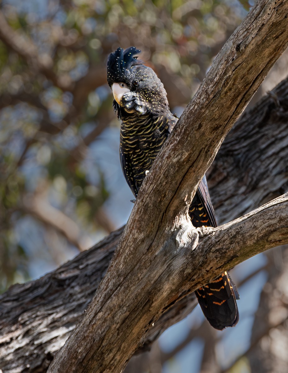 Red-tailed Black-Cockatoo - ML618753336
