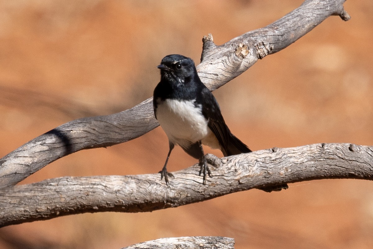 Willie-wagtail - ML618753343
