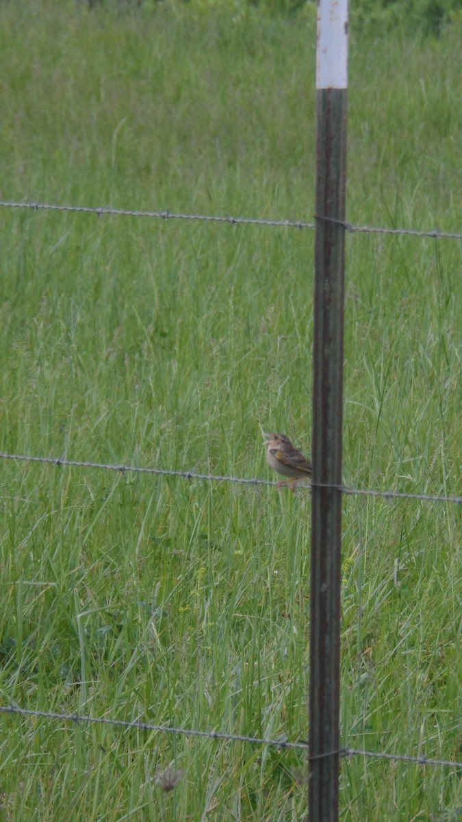 Grasshopper Sparrow - ML618753373