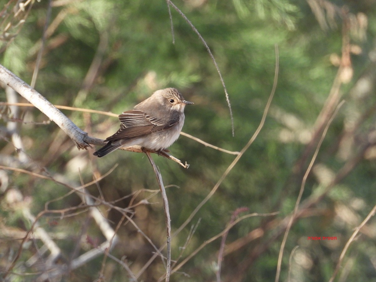 Spotted Flycatcher - Chanan Sneer