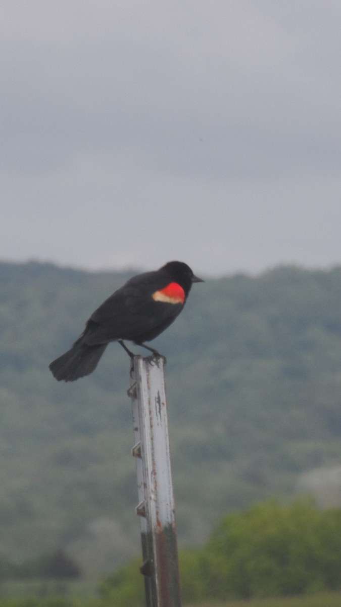 Red-winged Blackbird - ML618753386