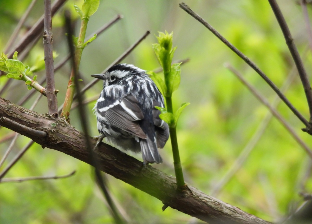 Black-and-white Warbler - ML618753402