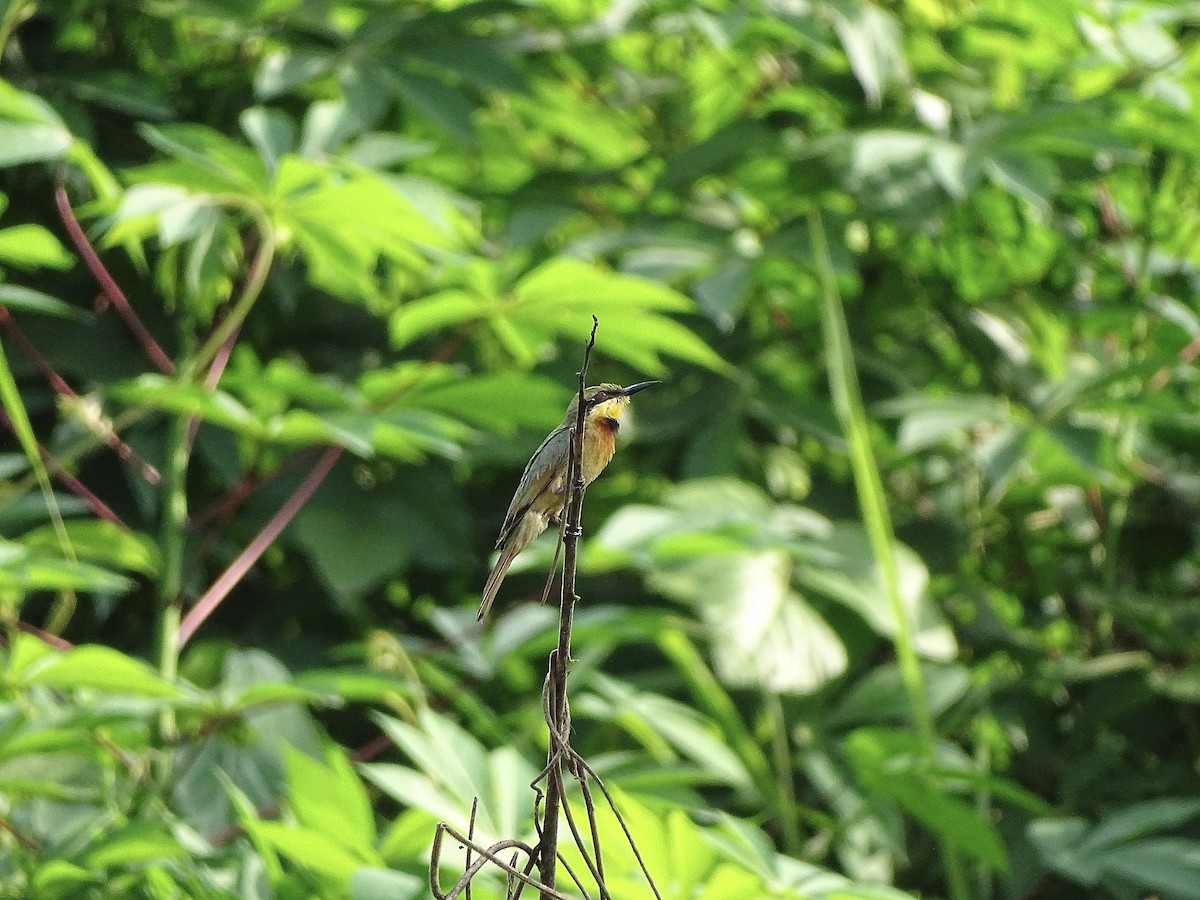 Little Bee-eater - ML618753403