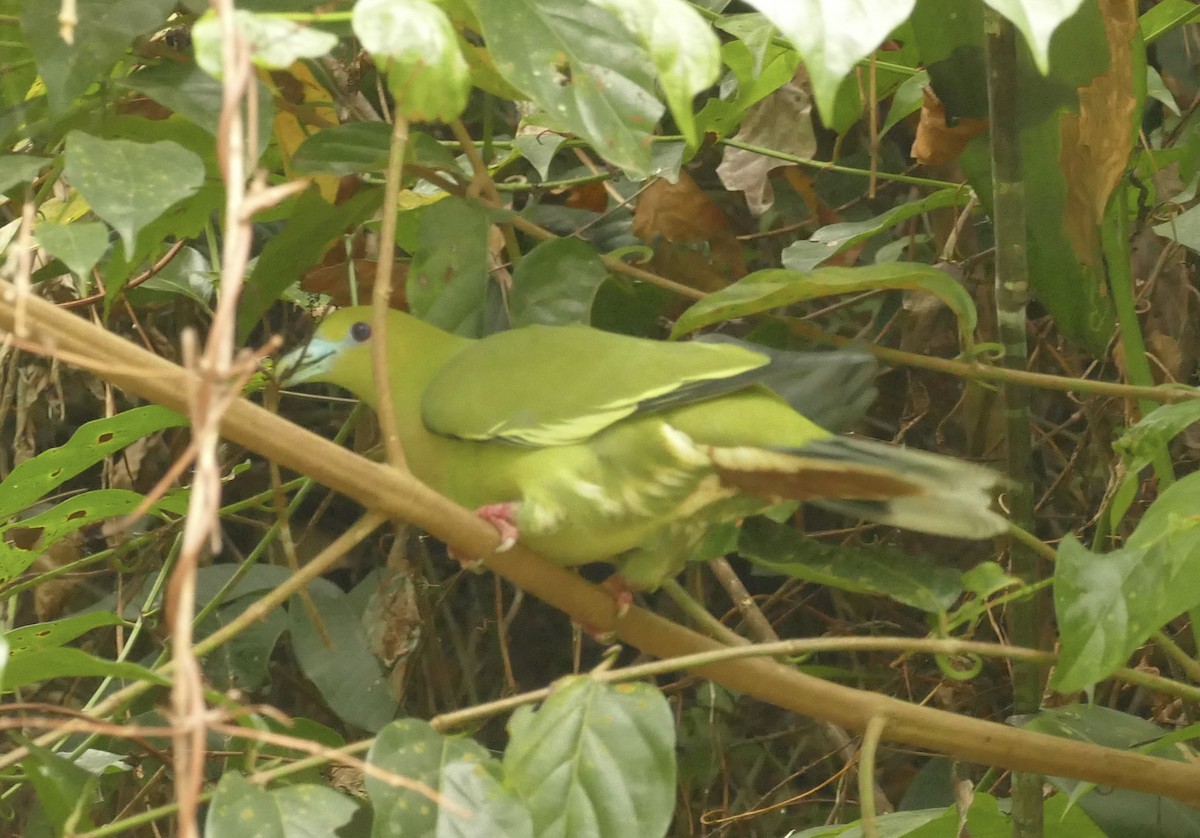 Wedge-tailed Green-Pigeon - ML618753441