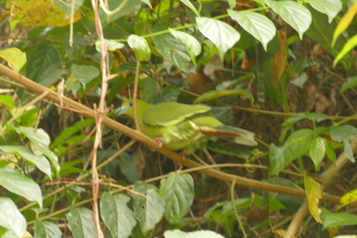 Wedge-tailed Green-Pigeon - ML618753442