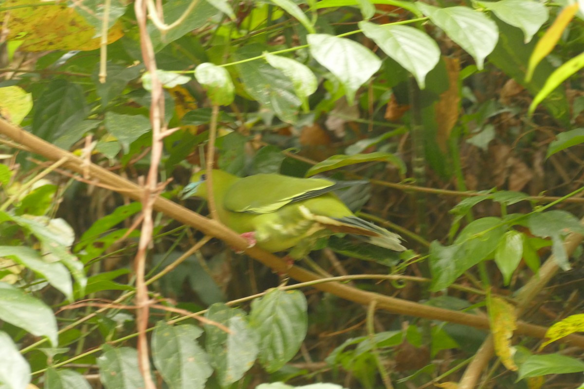 Wedge-tailed Green-Pigeon - ML618753443