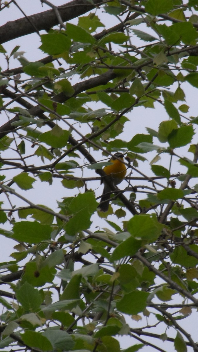 Yellow-breasted Chat - ML618753477