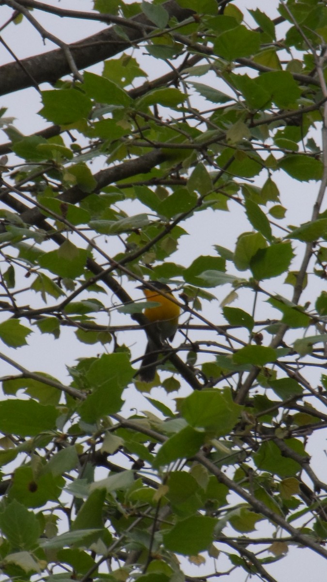 Yellow-breasted Chat - ML618753479
