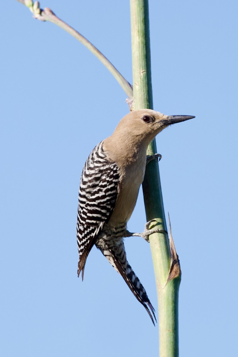 Gila Woodpecker - ML618753503