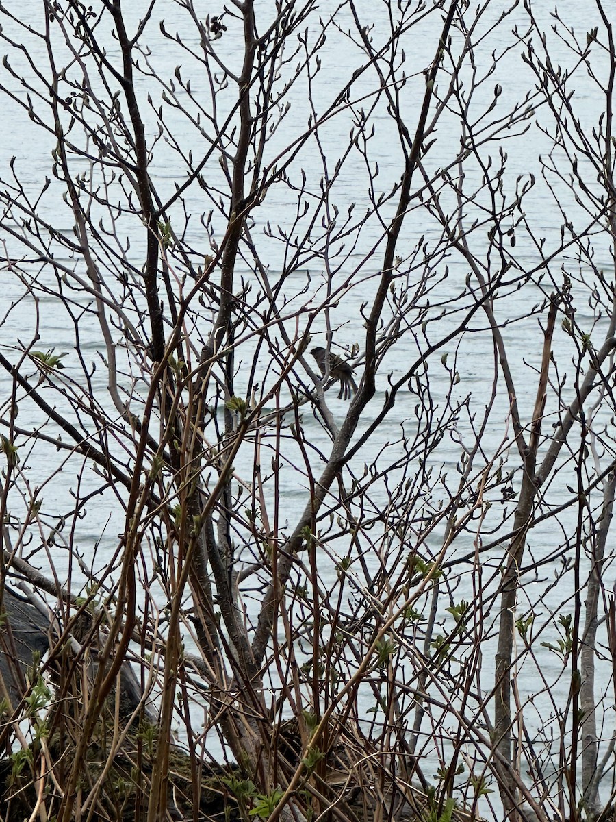 Golden-crowned Sparrow - ML618753552