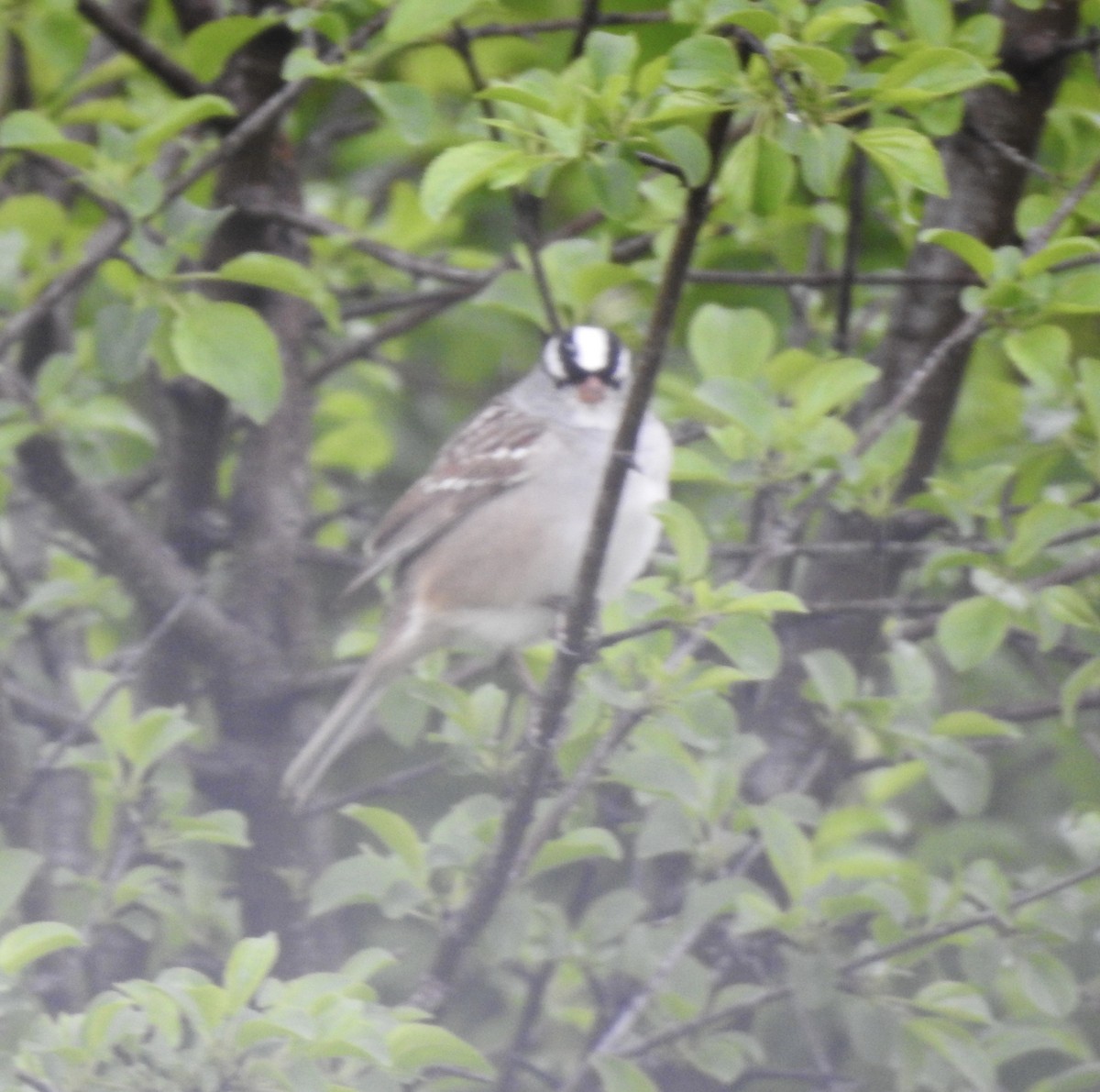 White-crowned Sparrow - ML618753575