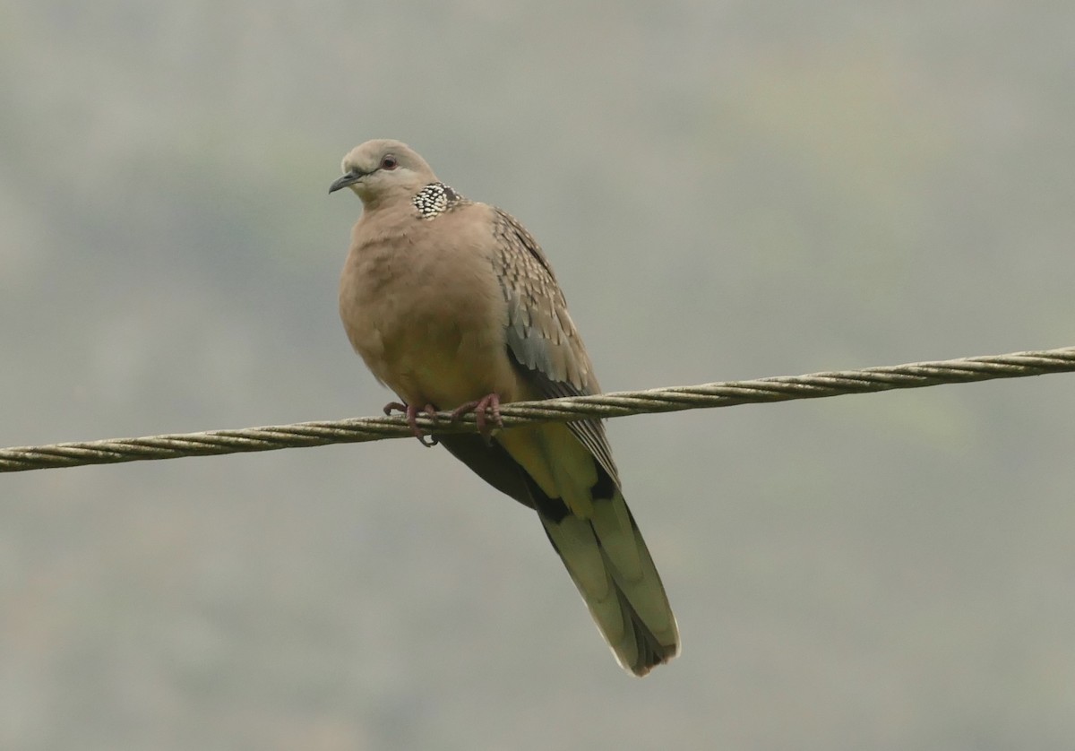 Spotted Dove - ML618753576