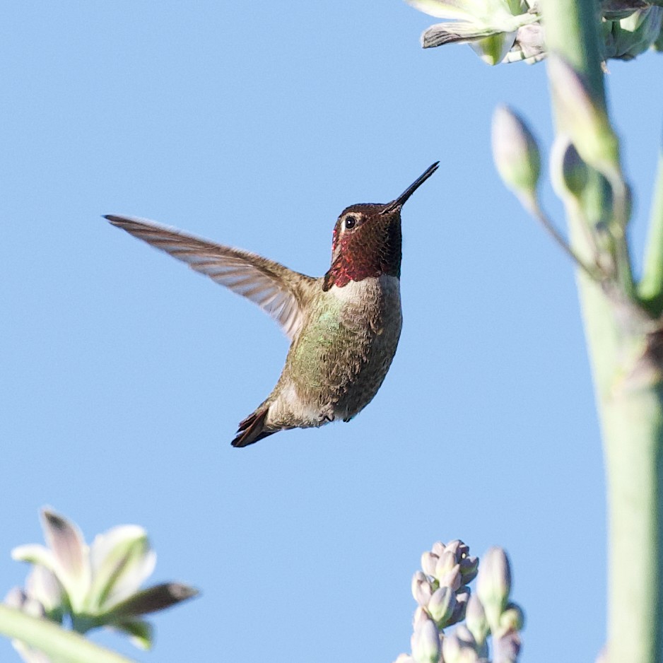 Anna's Hummingbird - ML618753592