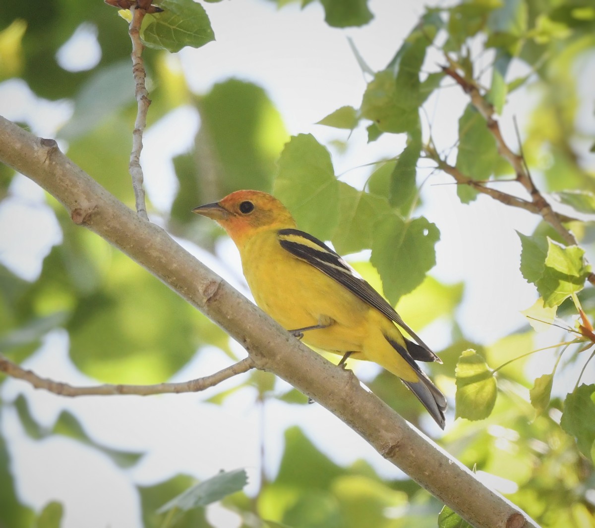 Western Tanager - ML618753602