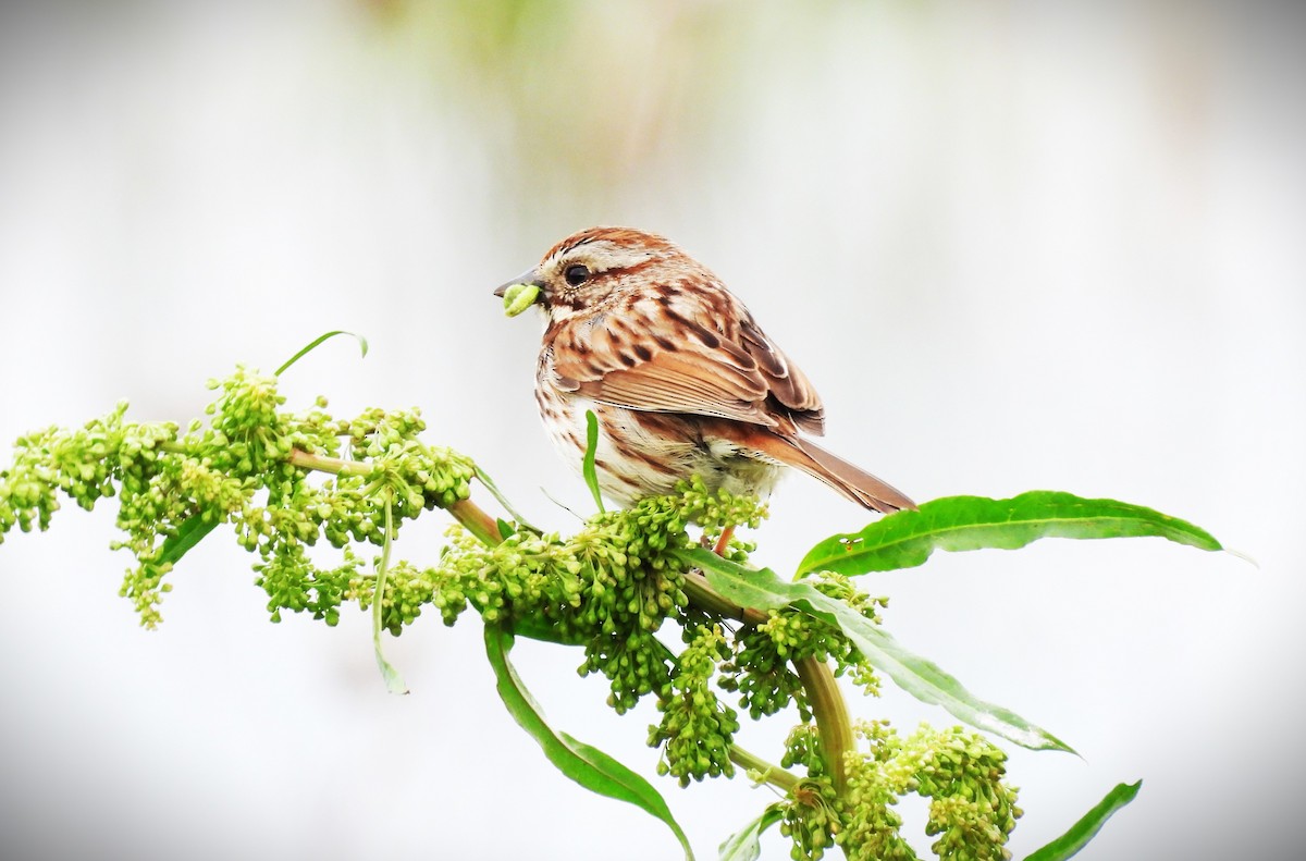 Song Sparrow - Sue Ascher