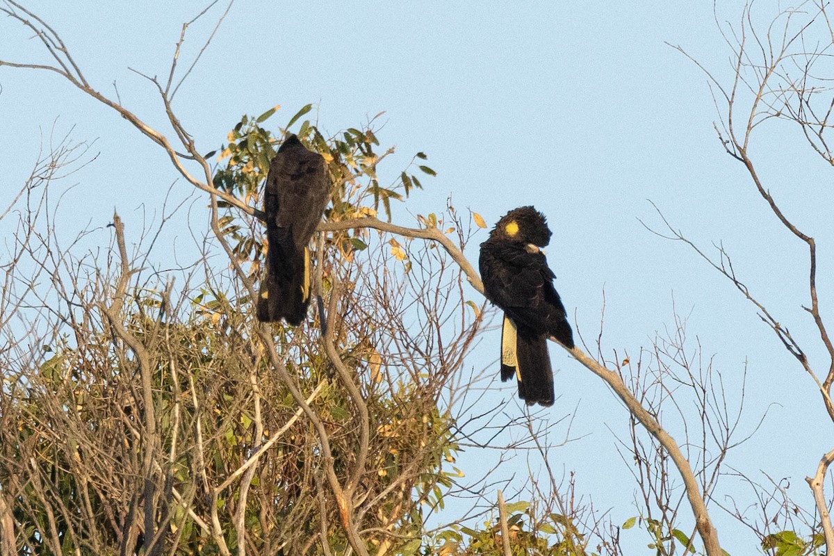 Yellow-tailed Black-Cockatoo - ML618753643