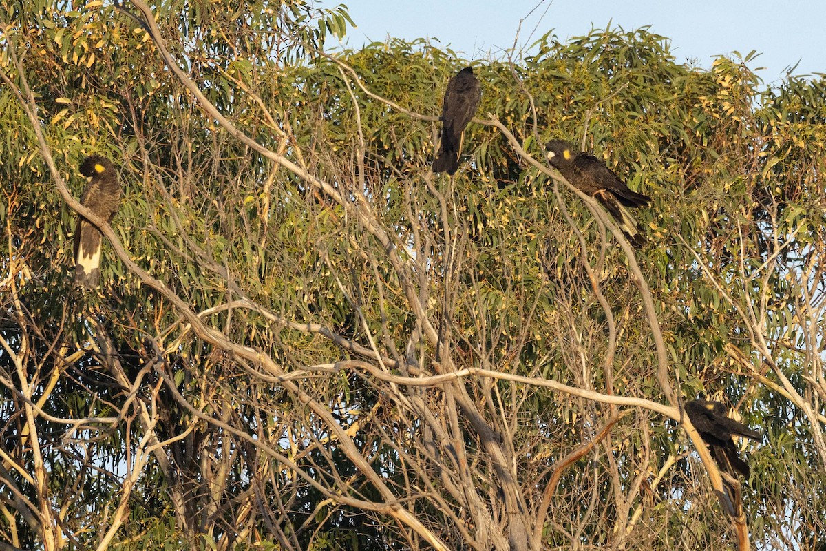 Yellow-tailed Black-Cockatoo - ML618753644