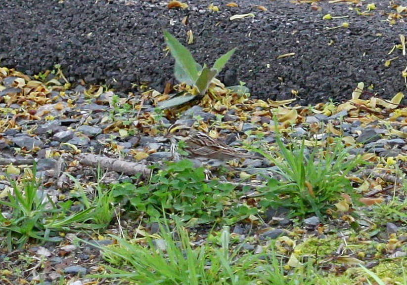 Savannah Sparrow - ML618753648