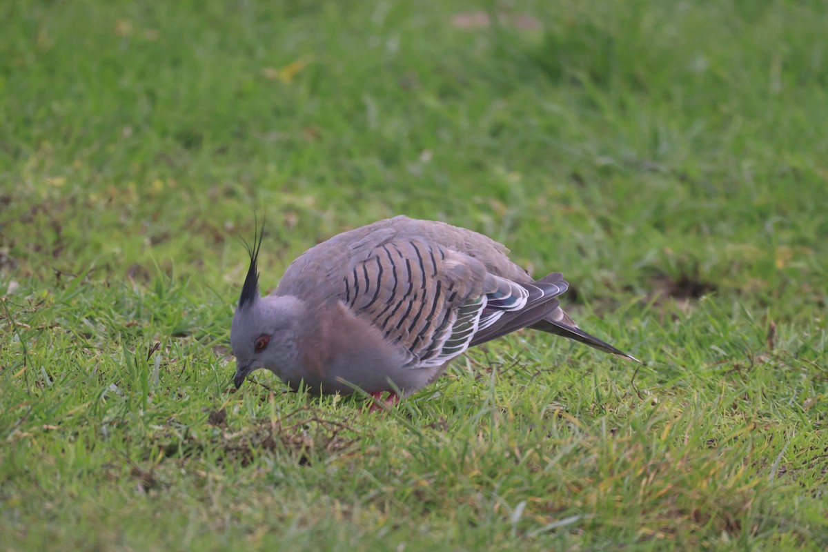 Crested Pigeon - ML618753686