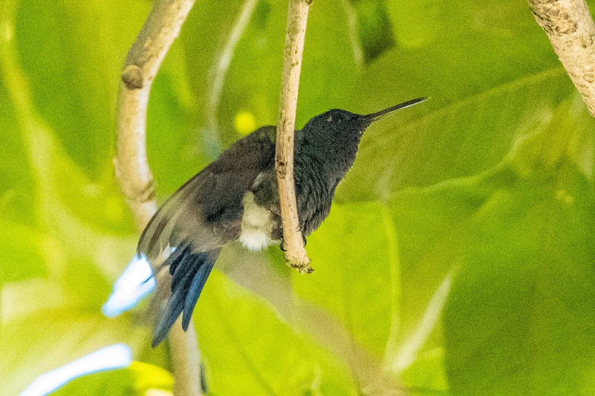 Swallow-tailed Hummingbird - ML618753708