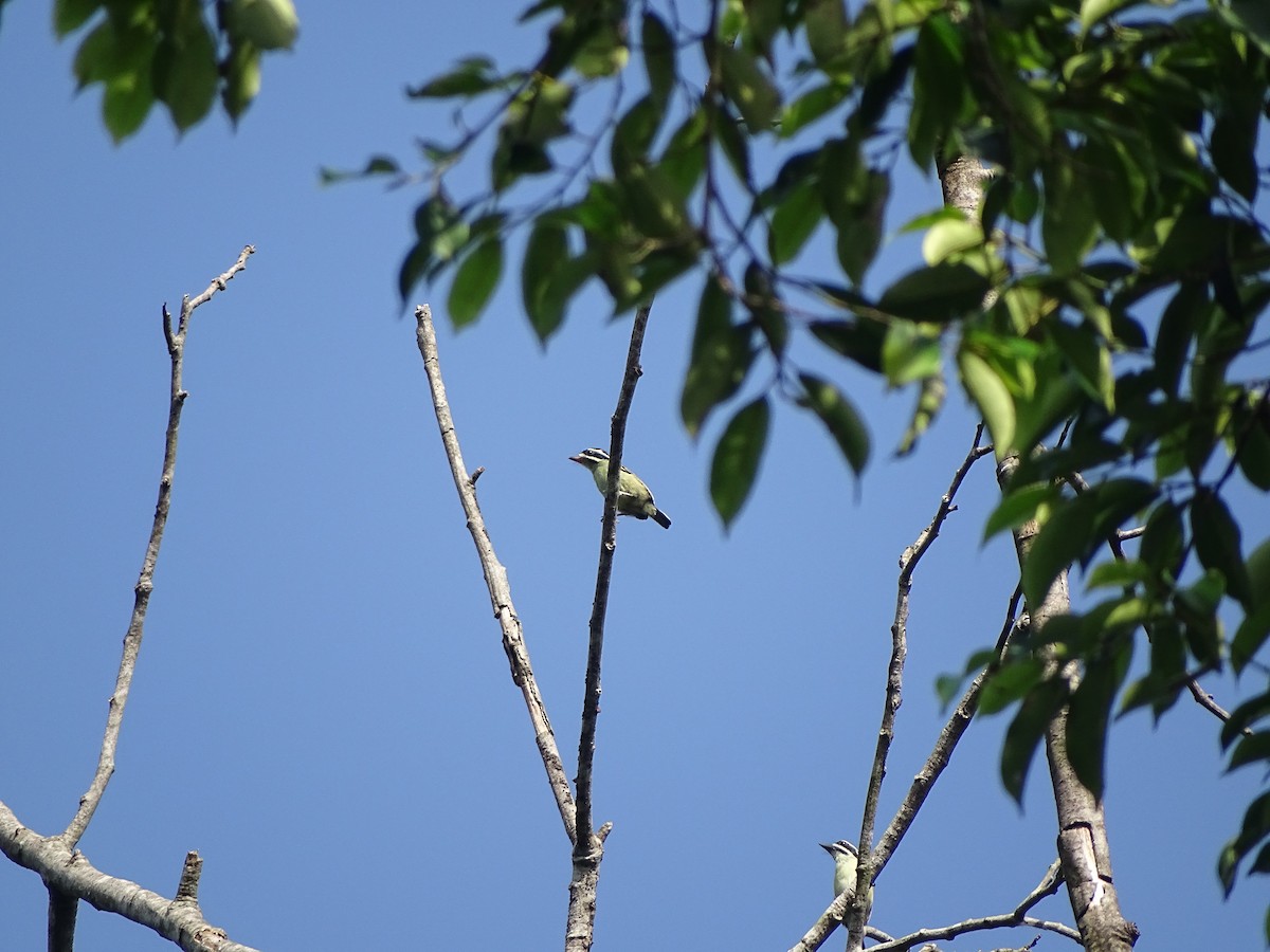 Yellow-throated Tinkerbird - ML618753709