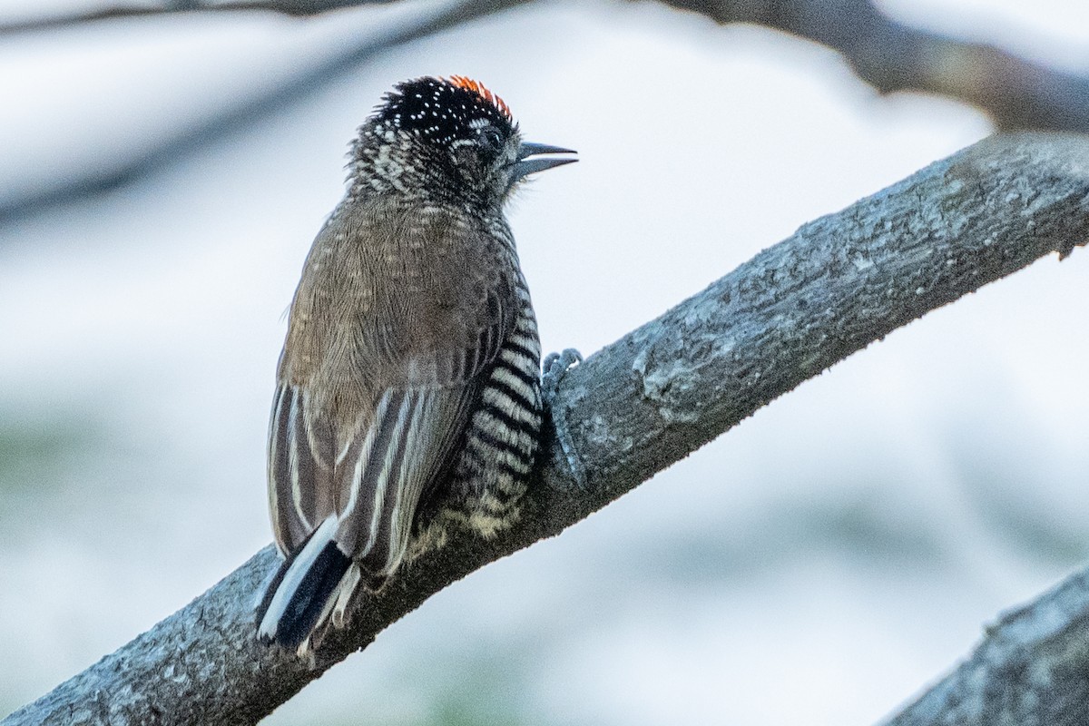 White-barred Piculet - ML618753753