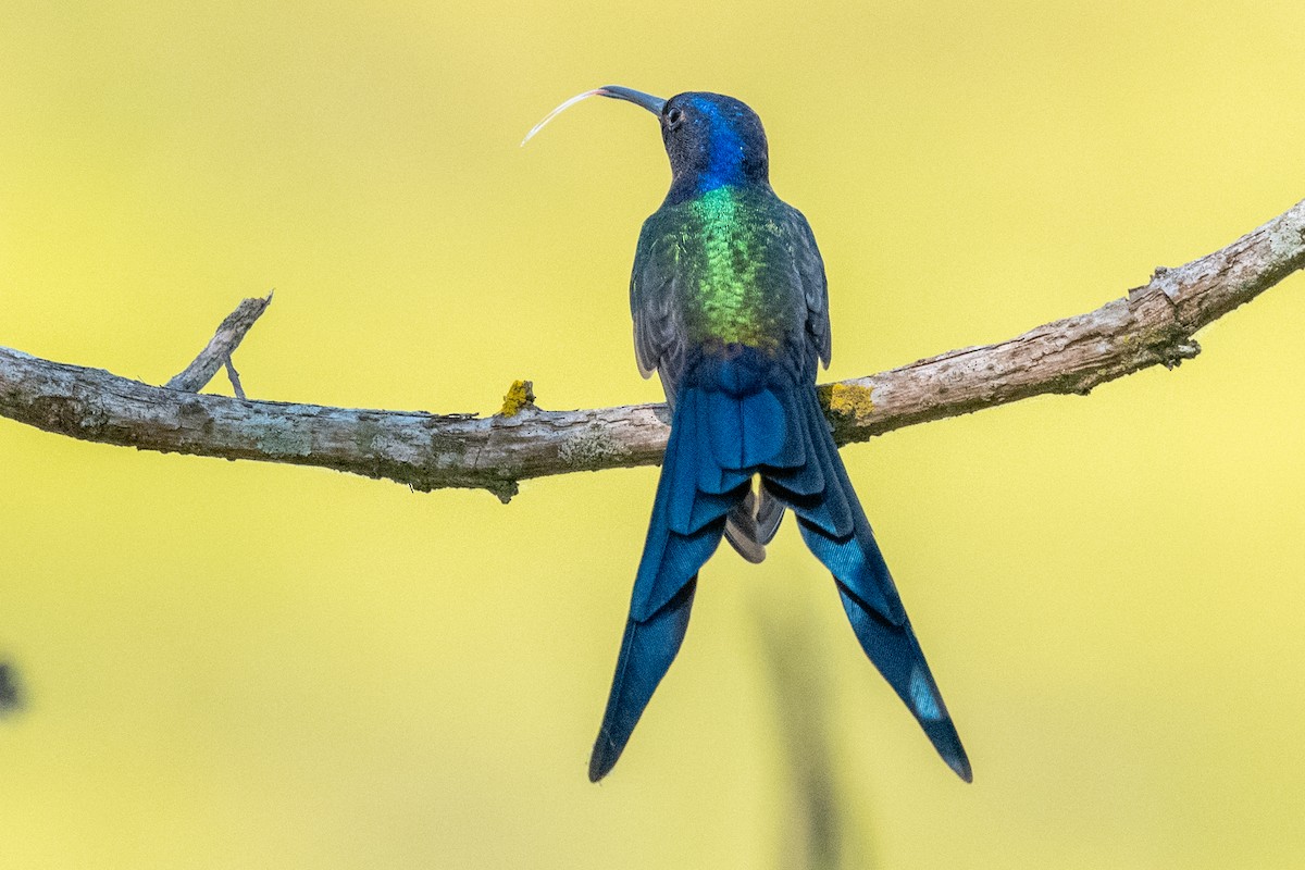Swallow-tailed Hummingbird - ML618753756
