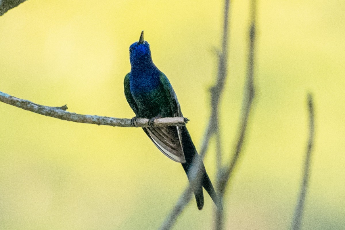 Swallow-tailed Hummingbird - ML618753765