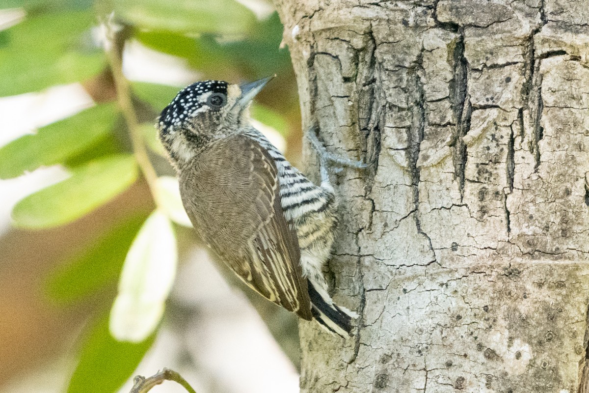 White-barred Piculet - ML618753780