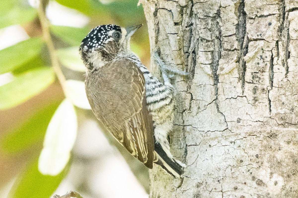 White-barred Piculet - ML618753781