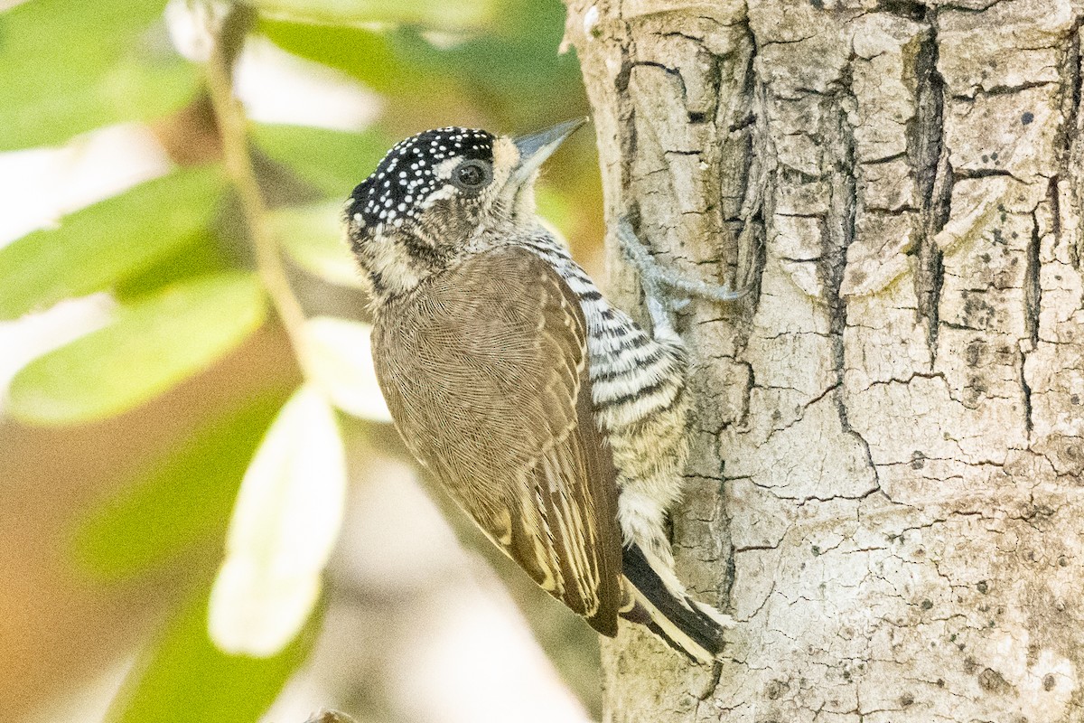 White-barred Piculet - ML618753782