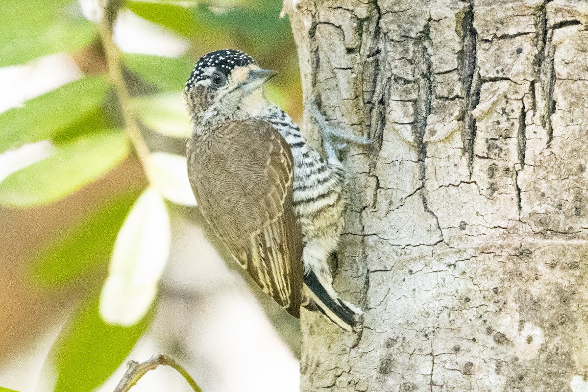 White-barred Piculet - ML618753783