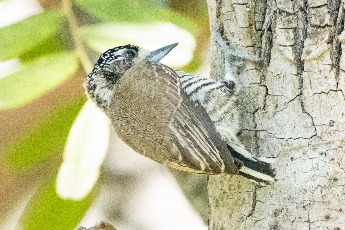 White-barred Piculet - ML618753784