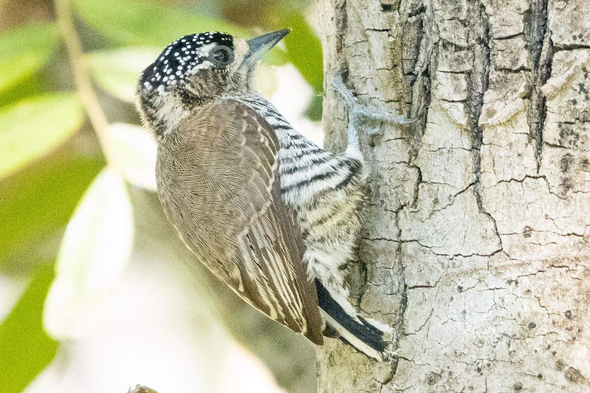 White-barred Piculet - ML618753785