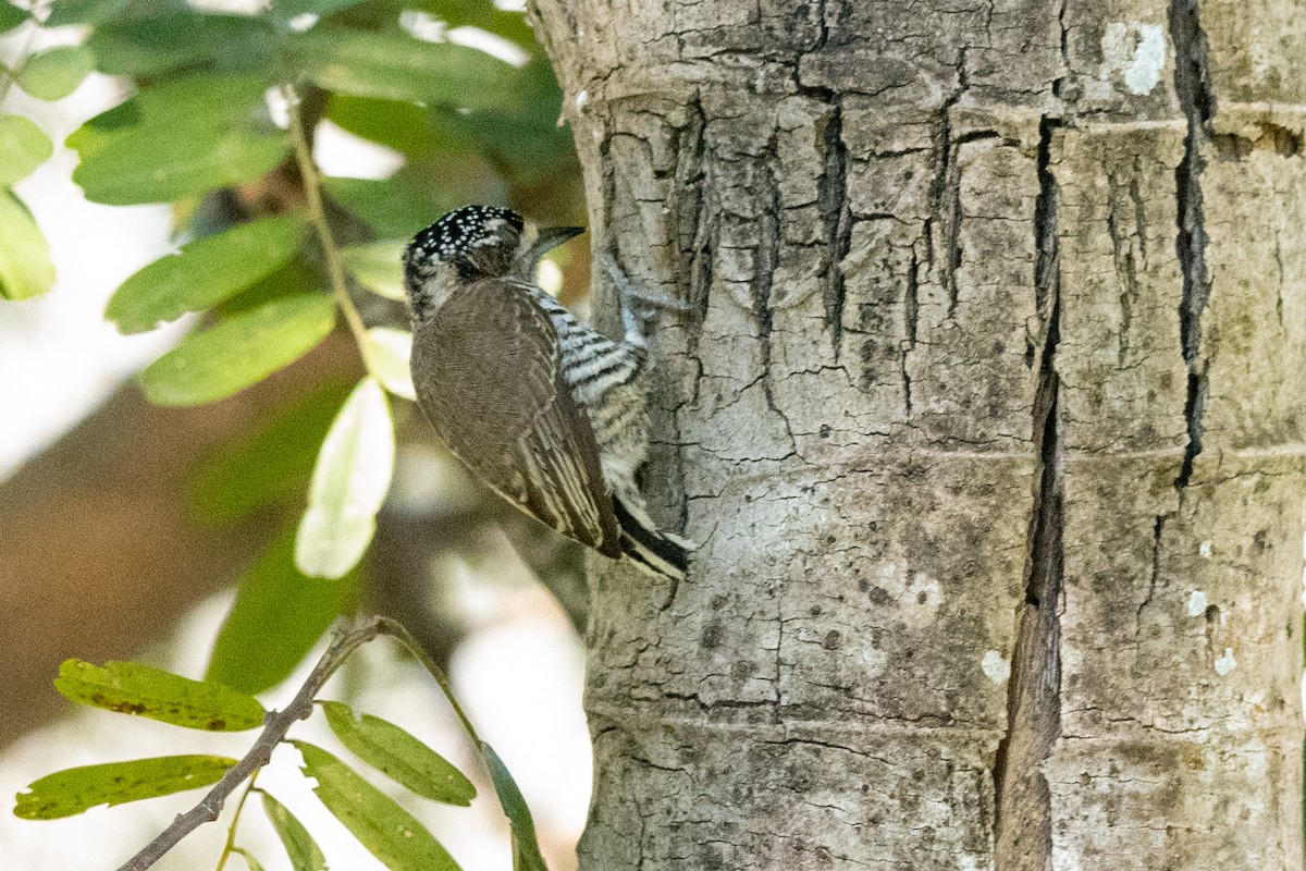 White-barred Piculet - ML618753786