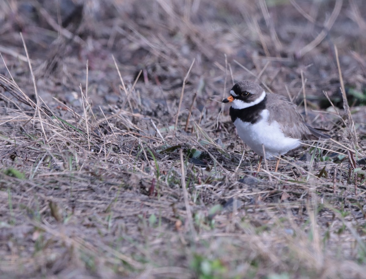 Semipalmated Plover - ML618753792