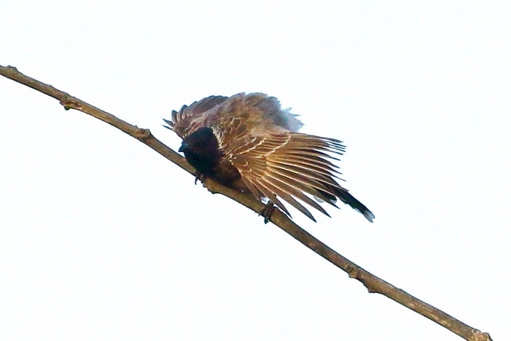 Red-vented Bulbul - ML618753803
