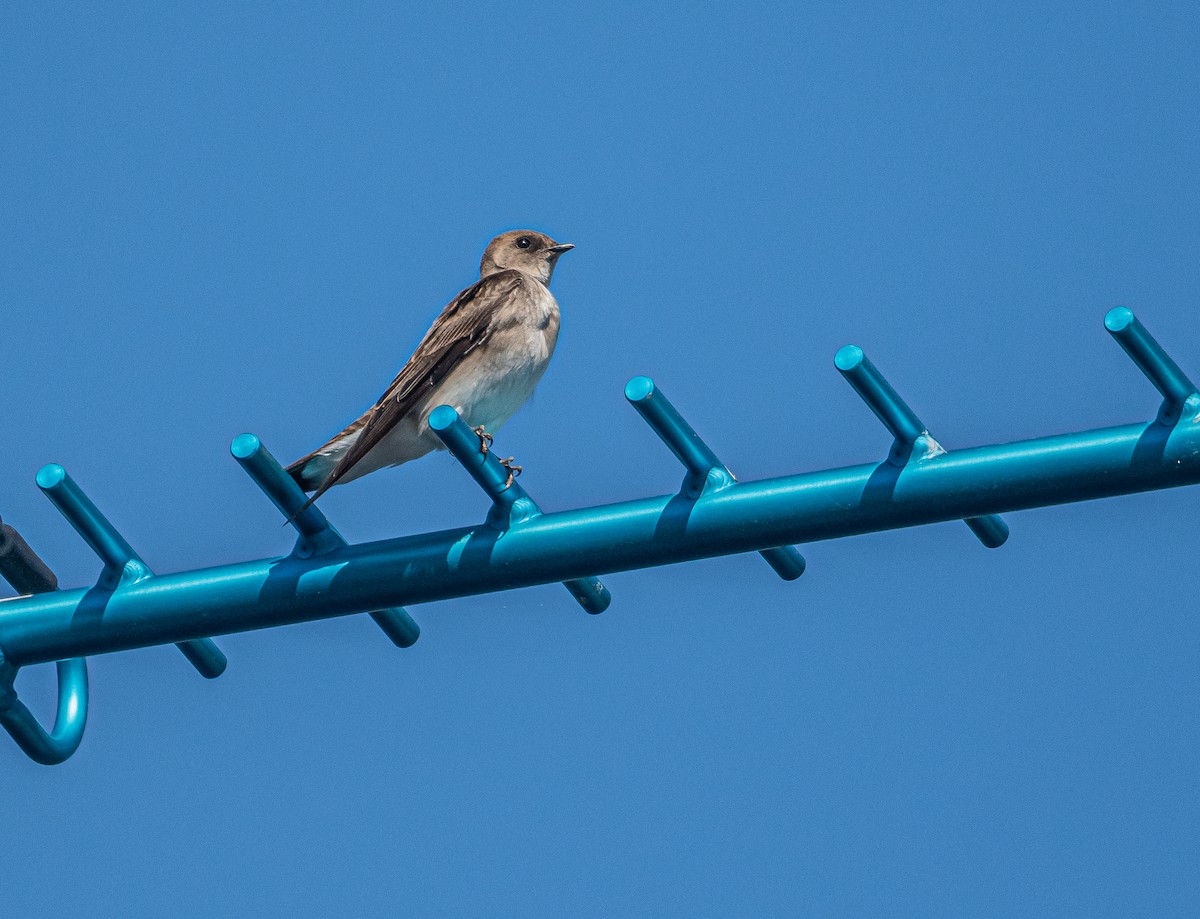 Northern Rough-winged Swallow - ML618753828