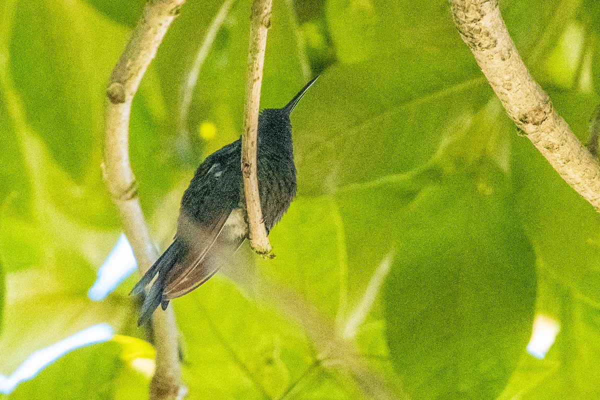 Swallow-tailed Hummingbird - ML618753856