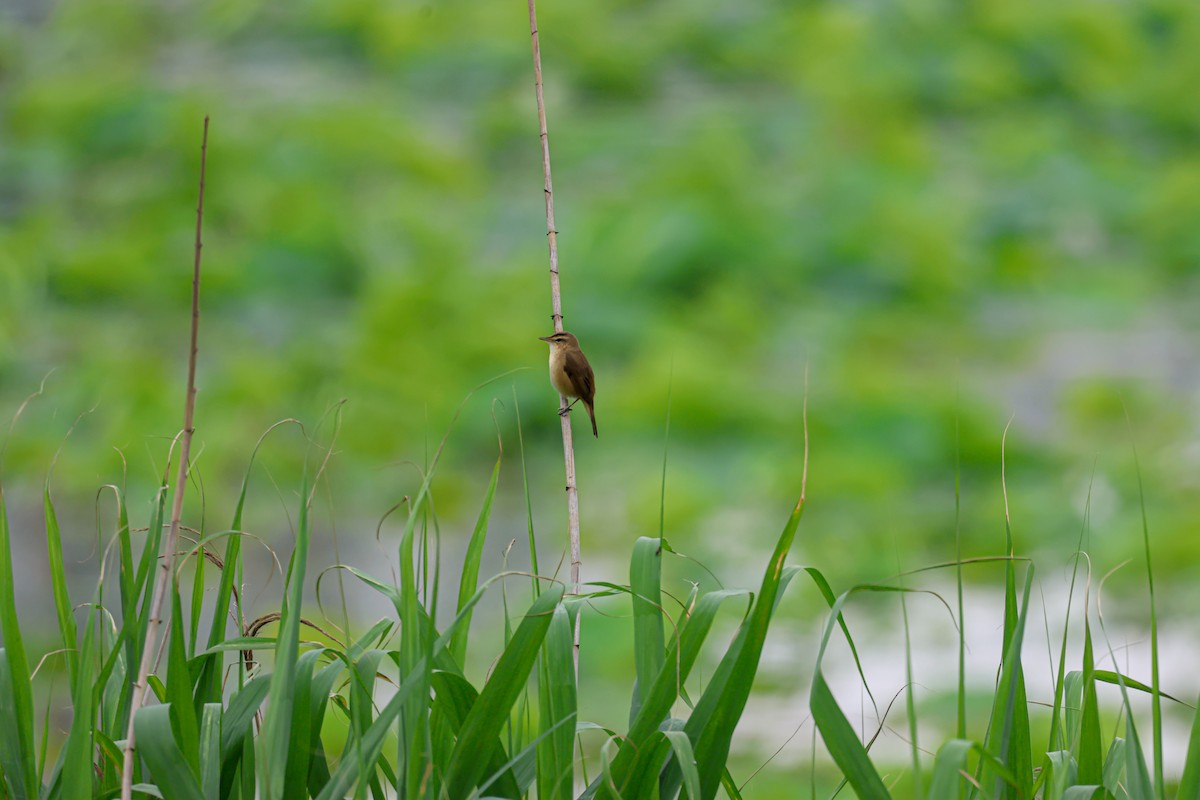 Black-browed Reed Warbler - ML618753911
