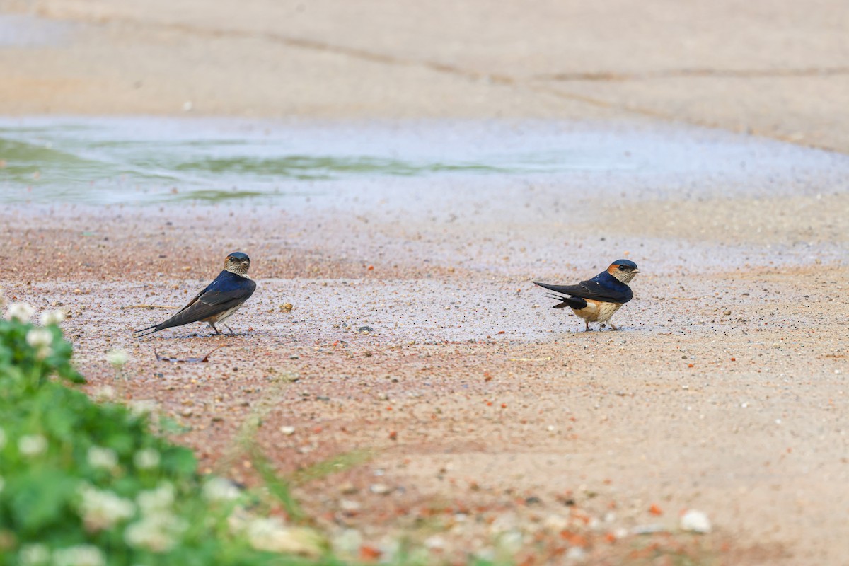 Red-rumped Swallow - ML618753915