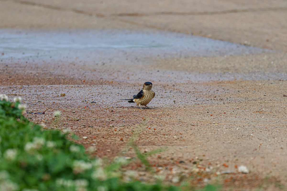 Red-rumped Swallow - ML618753917