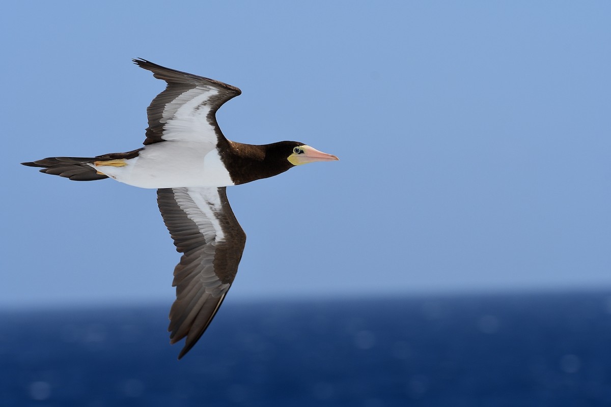 Brown Booby - ML618753923
