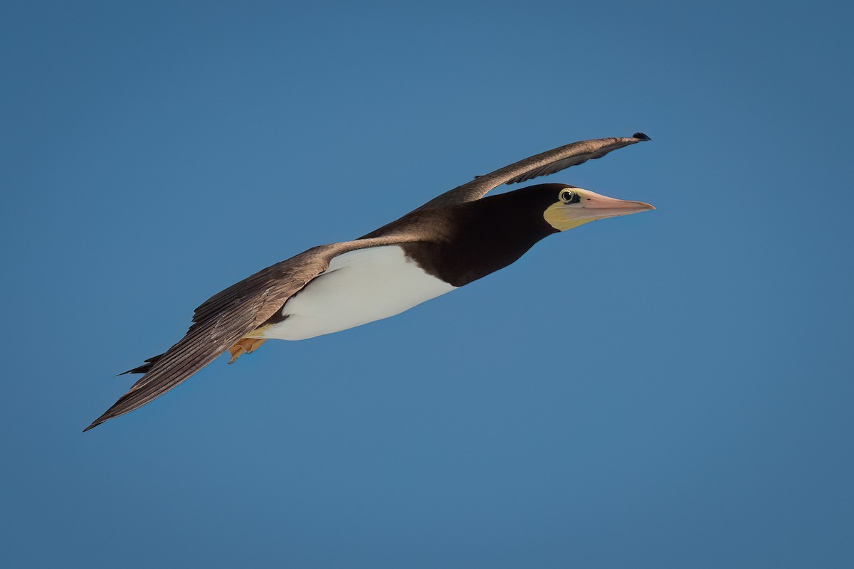 Brown Booby - ML618753925