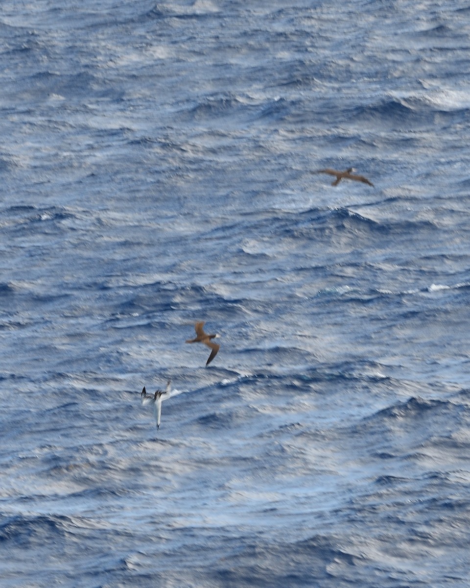 Brown Booby - ML618753926