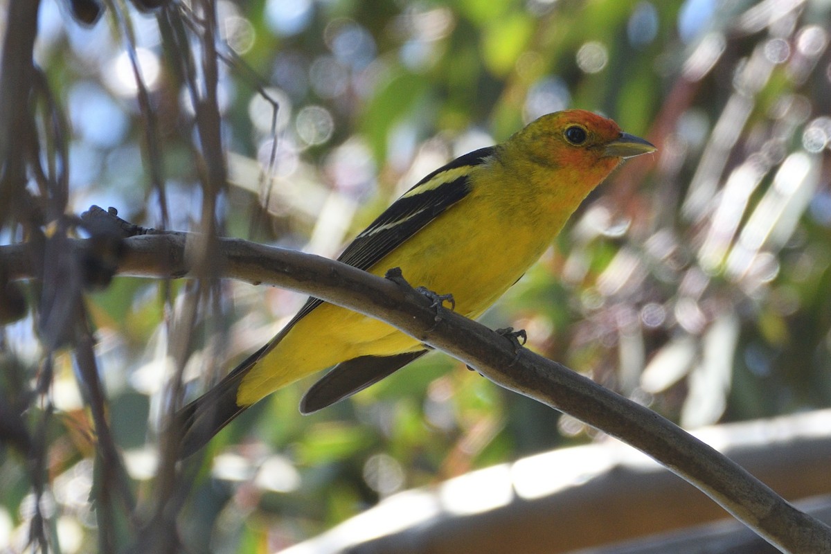 Western Tanager - ML618753939