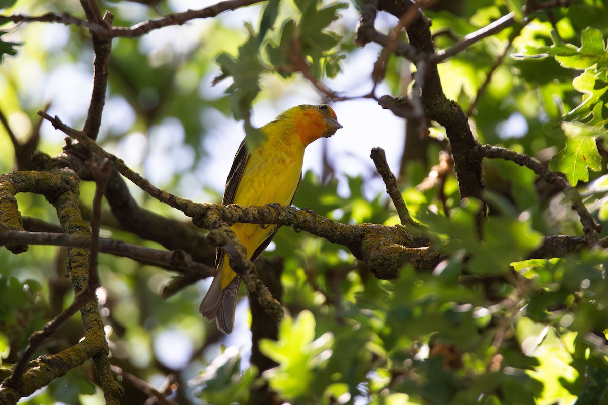 Western Tanager - ML618753968
